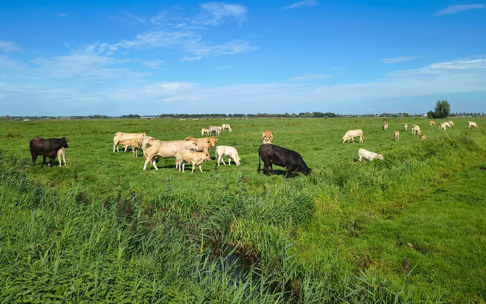 Koetjes in het weiland aan het Waverveensepad